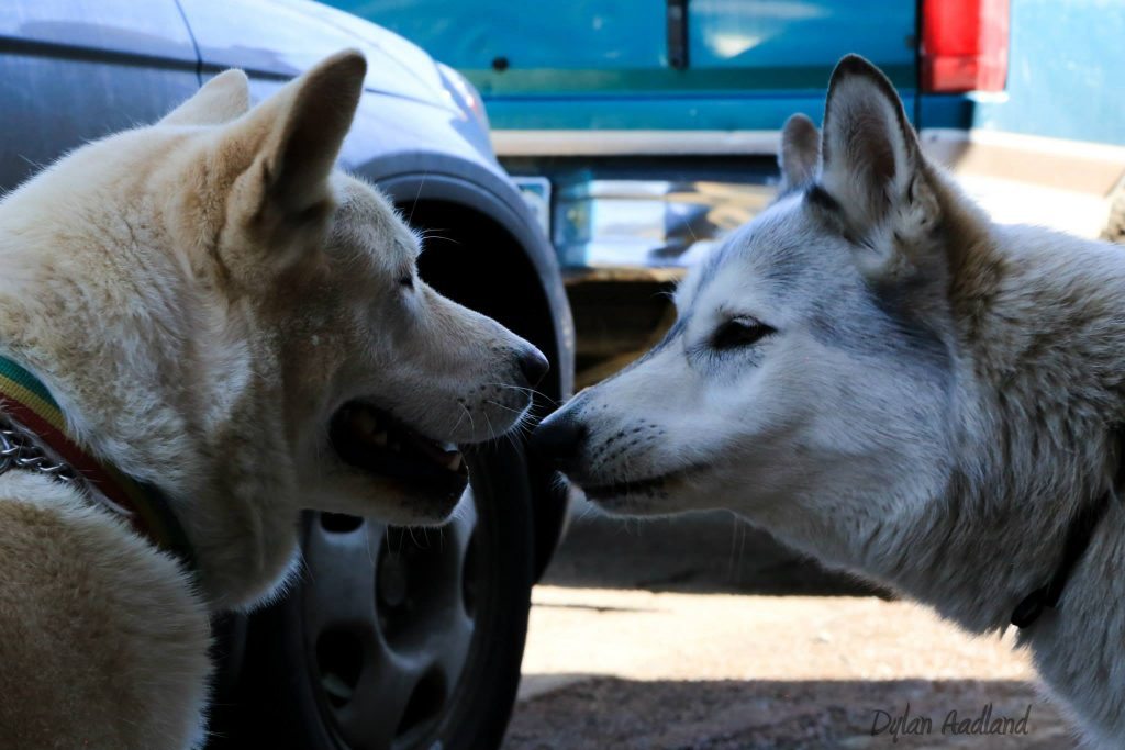 Nose to Nose_Jus and a Wolf we met in Nederland